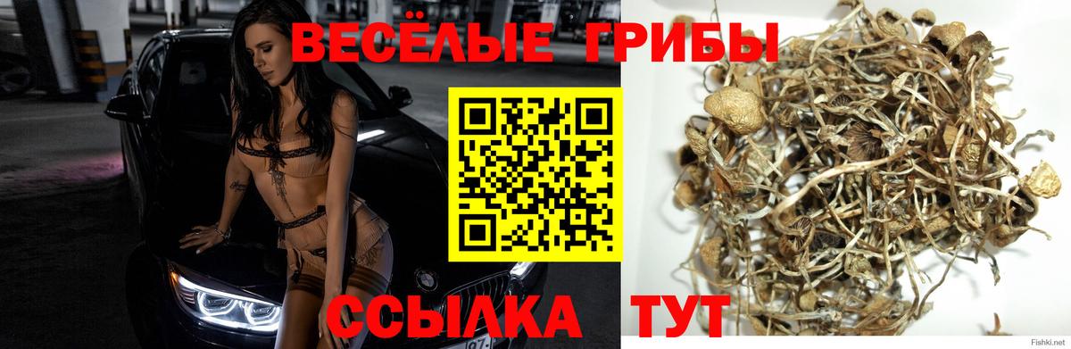Псилоцибиновые грибы Psilocybe  Вход с VPN  Белогорск 